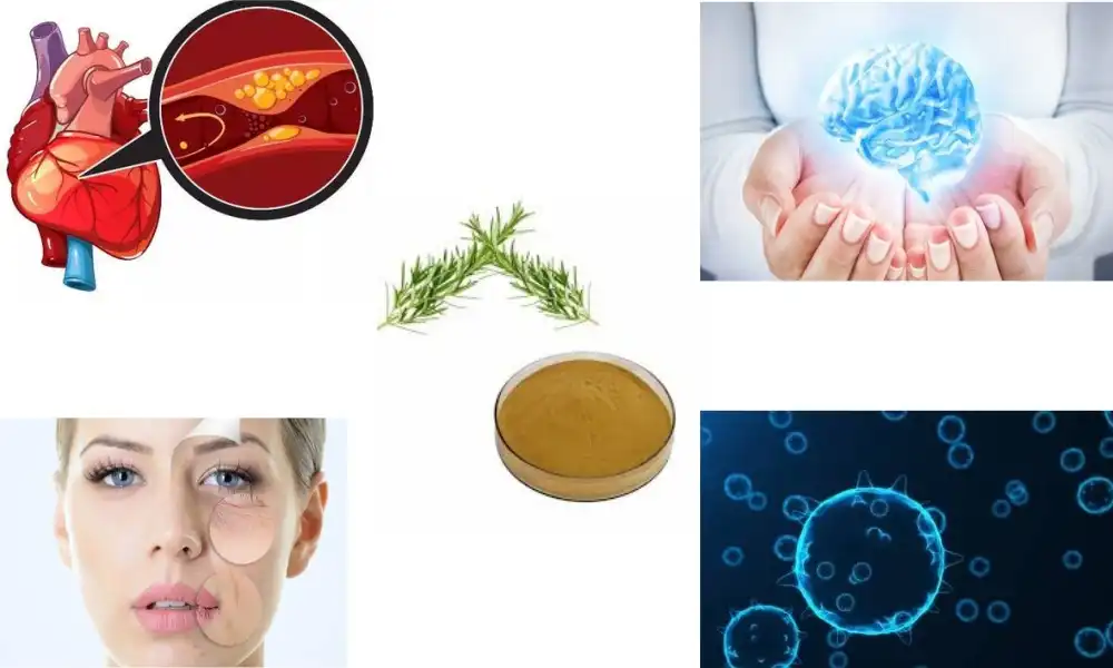 Understanding Acid Carnosic: Benefits and Uses